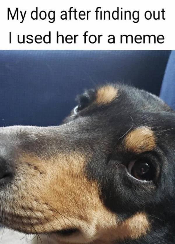 Dog Memes (33 pics)