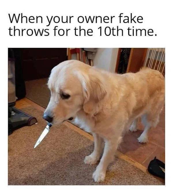 Dog Memes (33 pics)