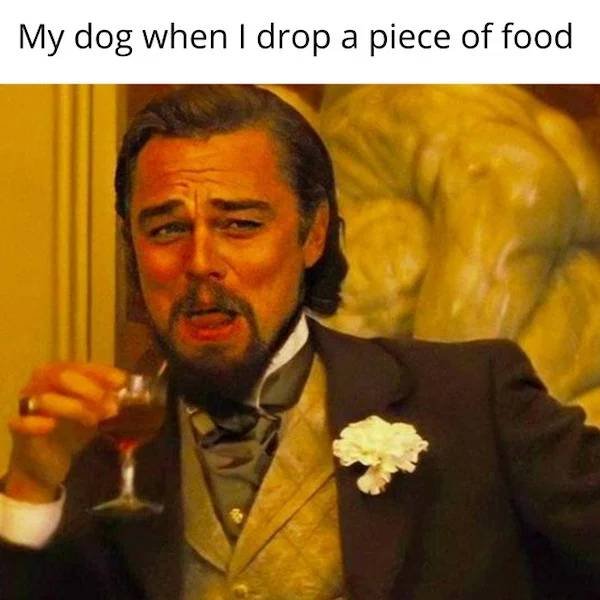 Dog Memes (33 pics)