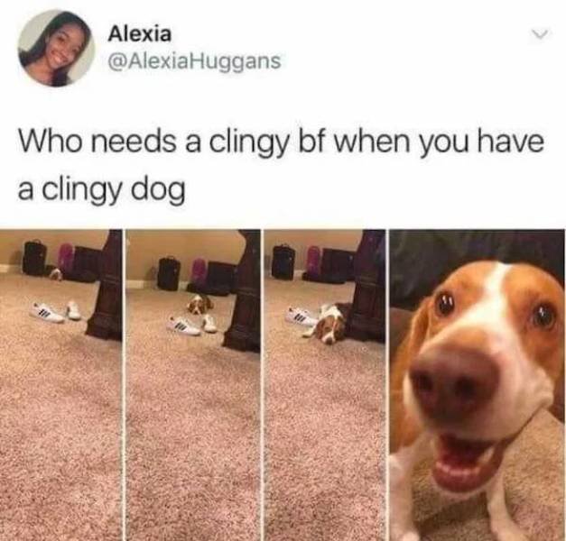 Dog Memes (33 pics)