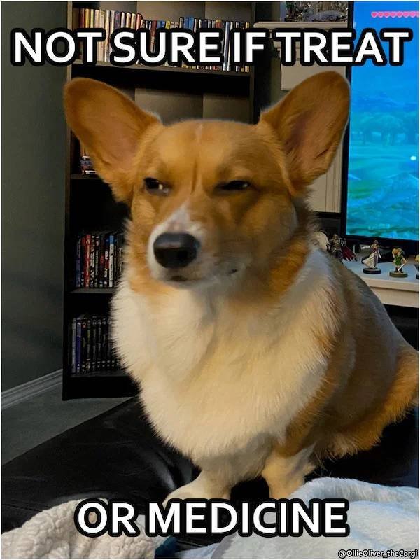 Dog Memes (33 pics)