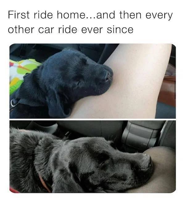Dog Memes (33 pics)