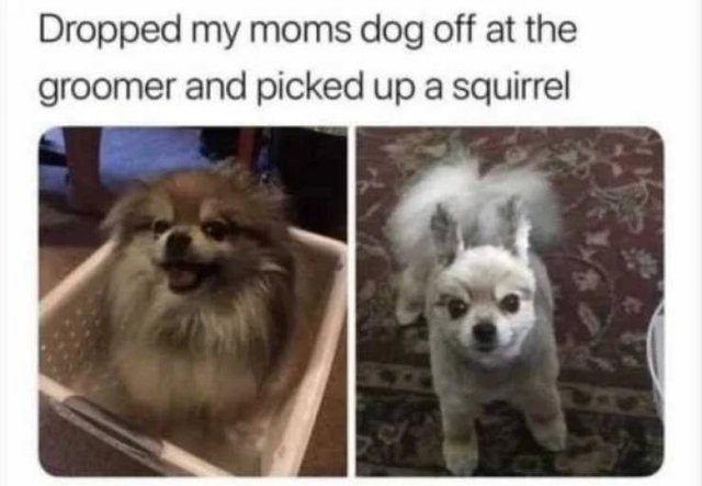 Dog Memes (33 pics)
