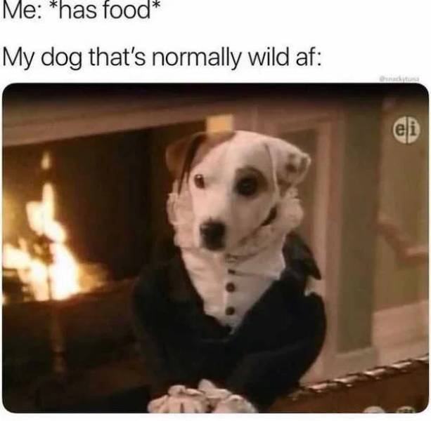 Dog Memes (33 pics)