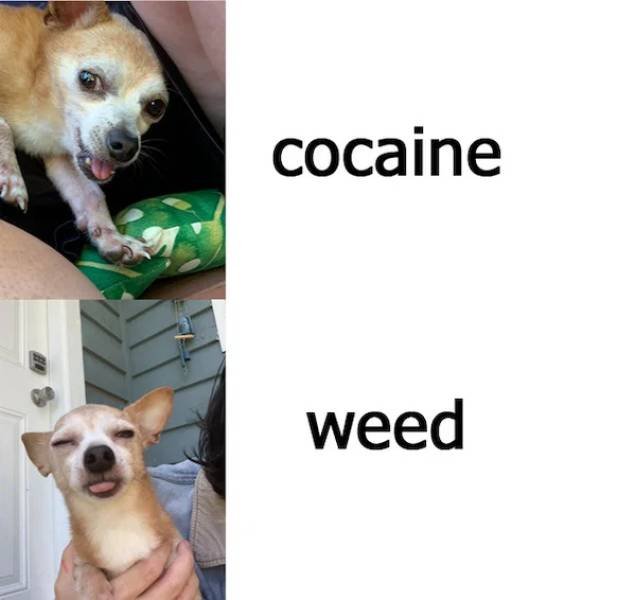 Dog Memes (33 pics)