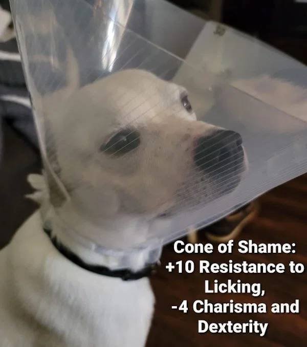 Dog Memes (33 pics)