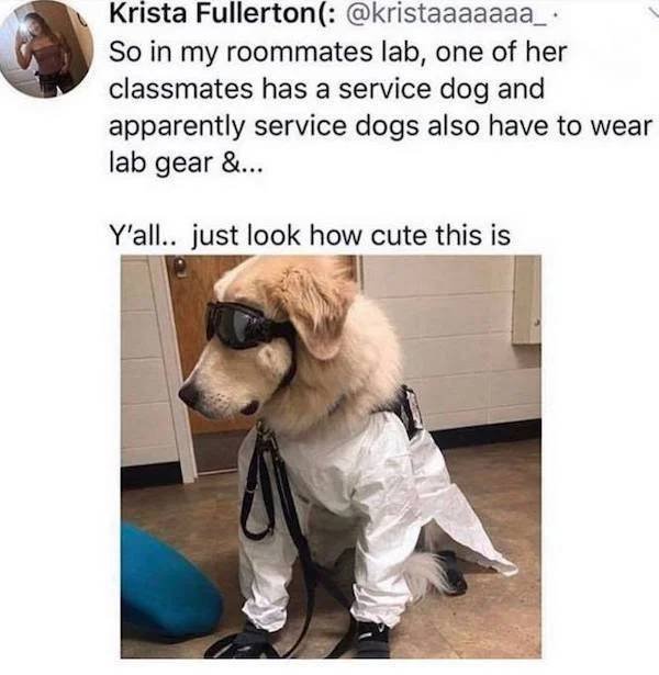 Dog Memes (33 pics)