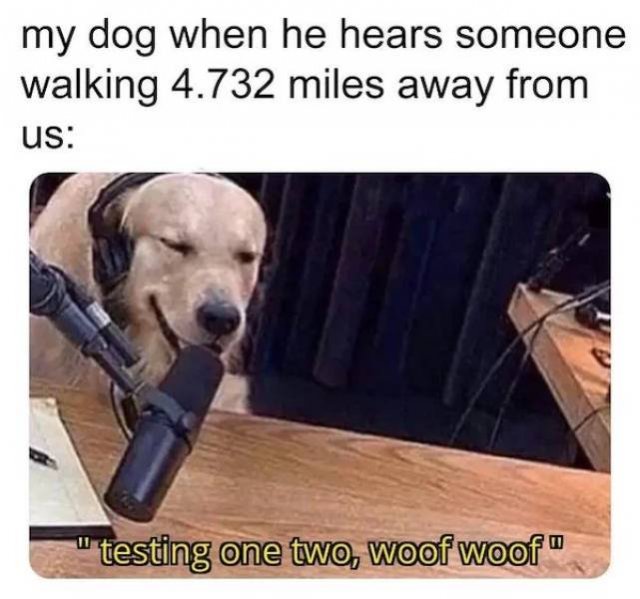 Dog Memes (33 pics)