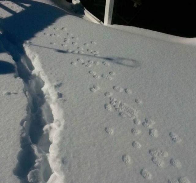 It's Winter Time (42 pics)