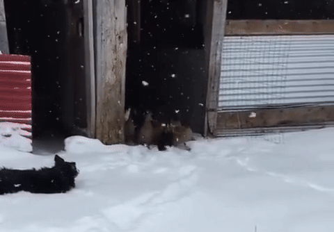 It's Winter Time (42 pics)