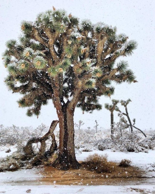 It's Winter Time (42 pics)