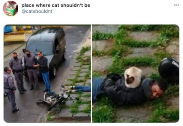 Funny Tweets (52 pics)