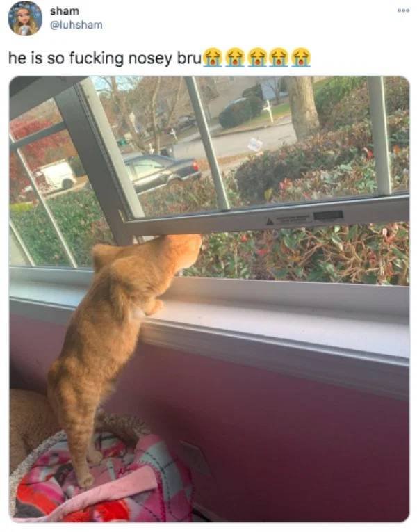 Funny Tweets (52 pics)