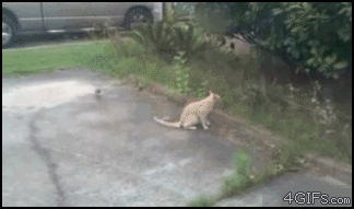 Acid Gifdump, December 22 (25 gifs)