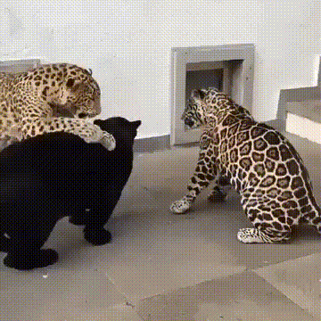 Acid Gifdump, December 22 (25 gifs)