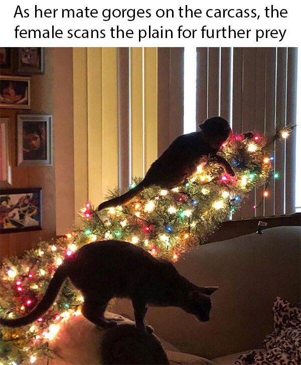 Random Funny Memes (31 pics)