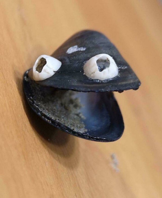 Amazing Findings (43 pics)
