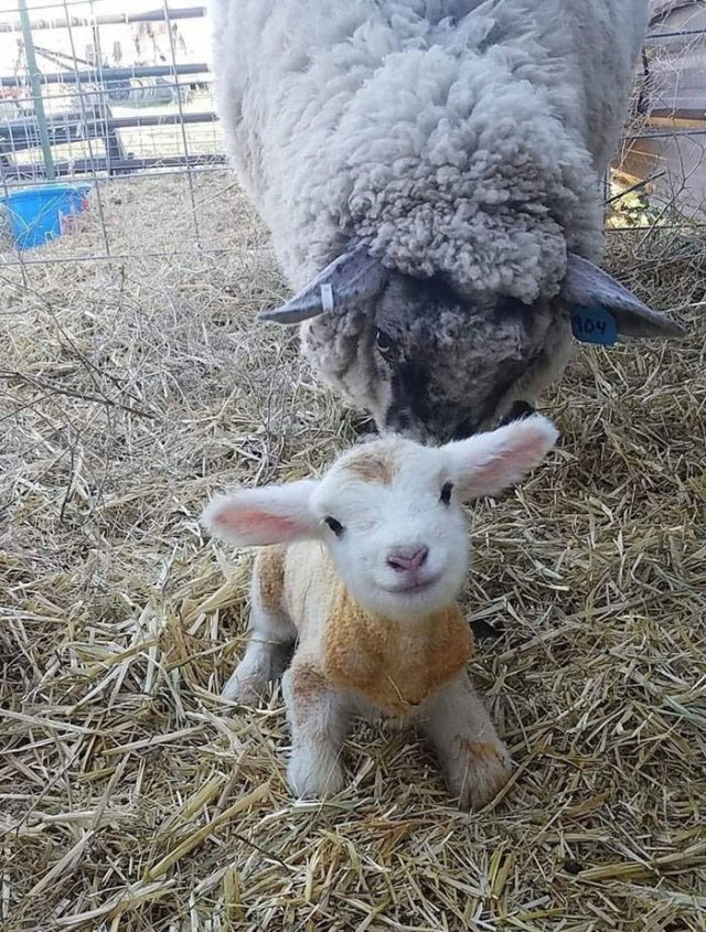 Wholesome Stories (41 pics)
