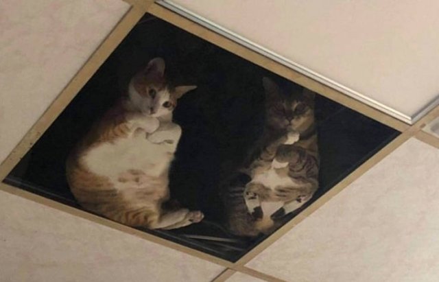 Wholesome Stories (41 pics)