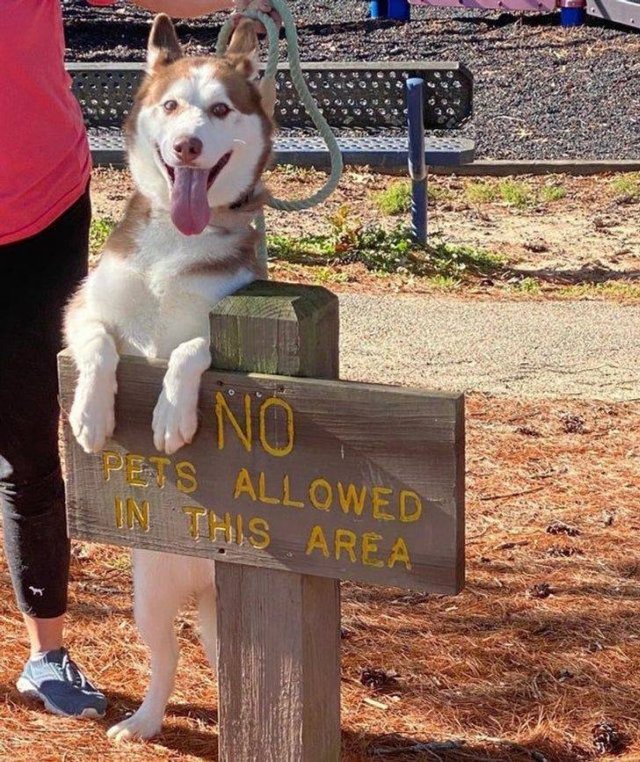 No Rules For These People (18 pics) No Rules For These People (18 pics)