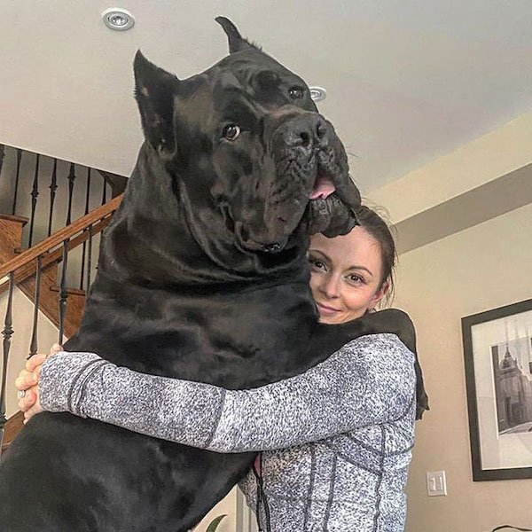 Giant Dogs (33 pics)