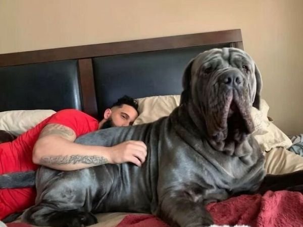 Giant Dogs (33 pics)