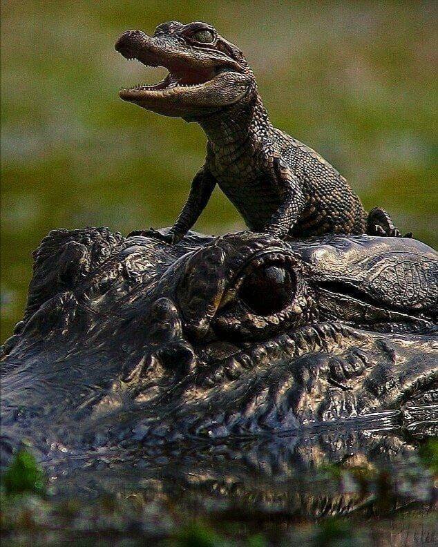 Acid Picdump. Part 2 (75 pics)