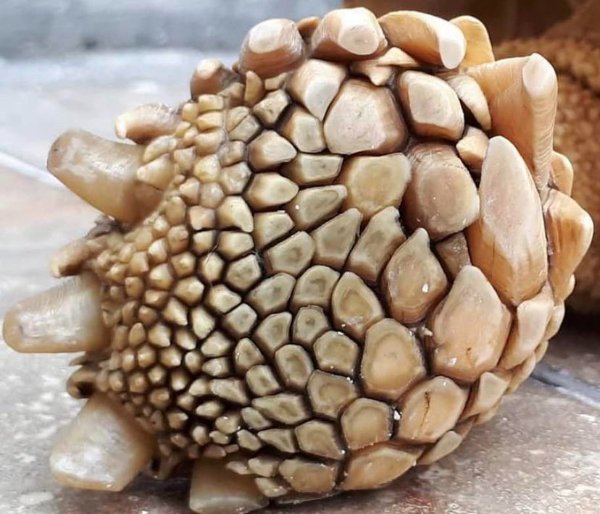 Awesome Things (26 pics)