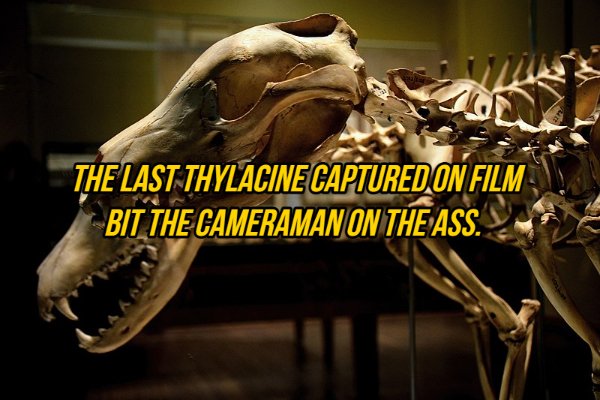 Interesting Facts (19 pics)