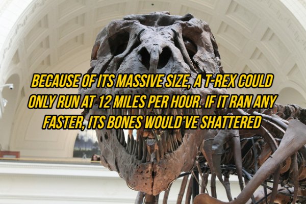 Interesting Facts (19 pics)