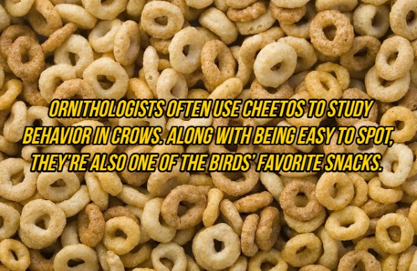 Interesting Facts (19 pics)