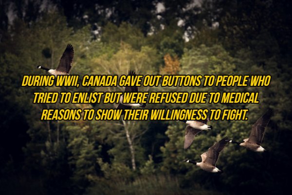 Interesting Facts (19 pics)