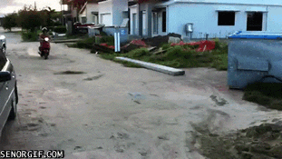 Acid Gifdump, December 28 (25 gifs)