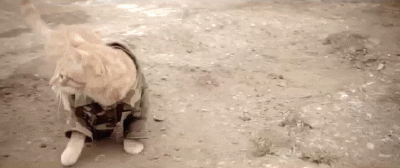 Acid Gifdump, December 28 (25 gifs)