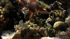 Acid Gifdump, December 28 (25 gifs)