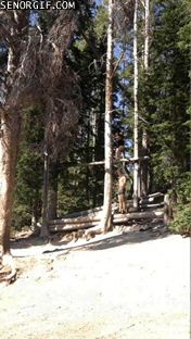 Acid Gifdump, December 28 (25 gifs)