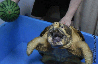 Acid Gifdump, December 28 (25 gifs)