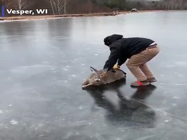 Helping A Deer On Ice Return To Land