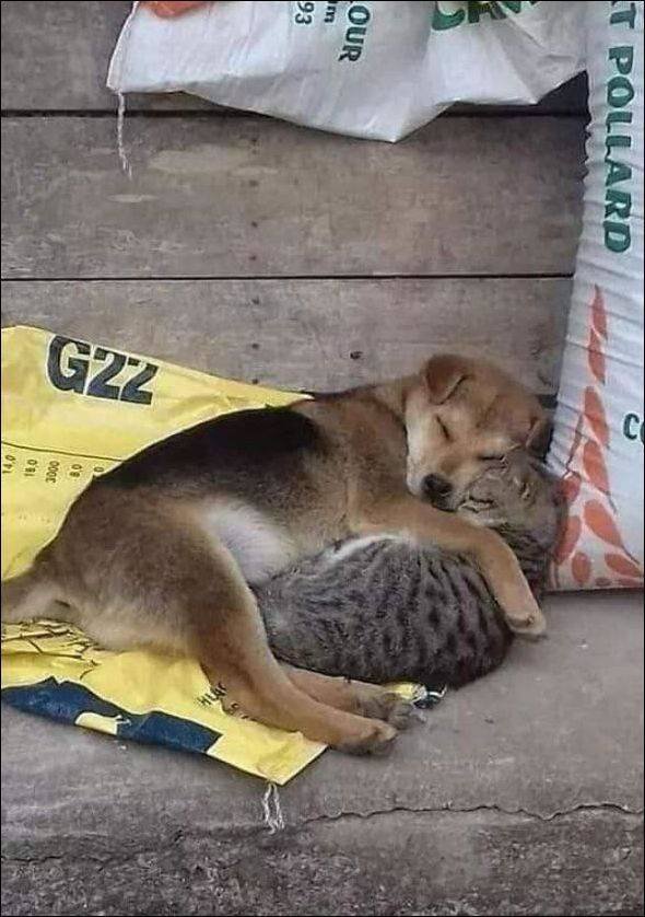 No Words Needed For These Pictures (47 pics)