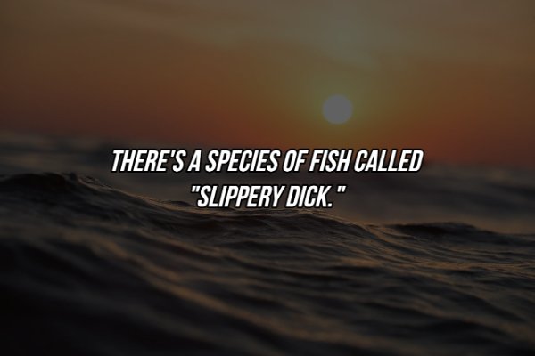 Interesting Facts (17 pics)