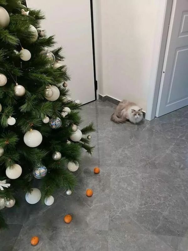 Funny Christmas Pictures (32 pics)