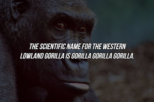 Interesting Facts (17 pics)