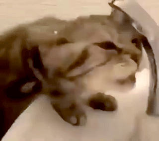 Acid Gifdump, December 30 (25 gifs)