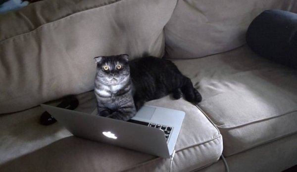 Hilarious Cats (31 pics)