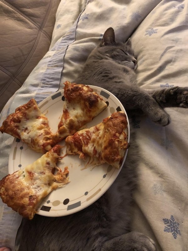 Hilarious Cats (31 pics)
