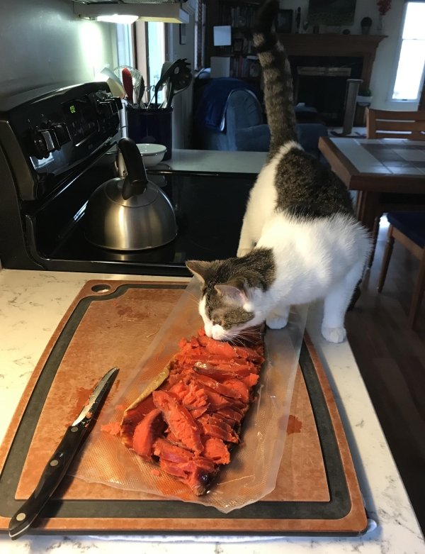 Hilarious Cats (31 pics)