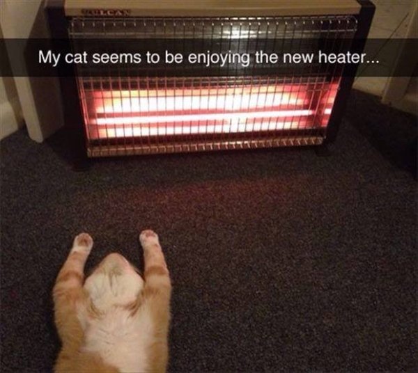 Hilarious Cats (31 pics)