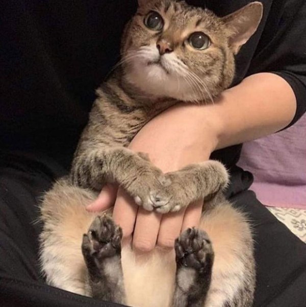 Hilarious Cats (31 pics)