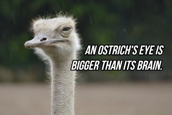Facts About Eyes (20 pics)