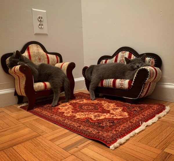 Hilarious Cats (31 pics)
